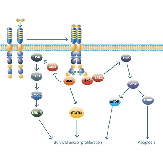 AML - FMS-Like Tyrosine (FLT3) Gene  Mutation